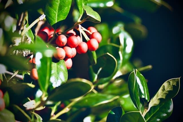 Ethiopia Guji Hambela Coffee Beans 100kg kg