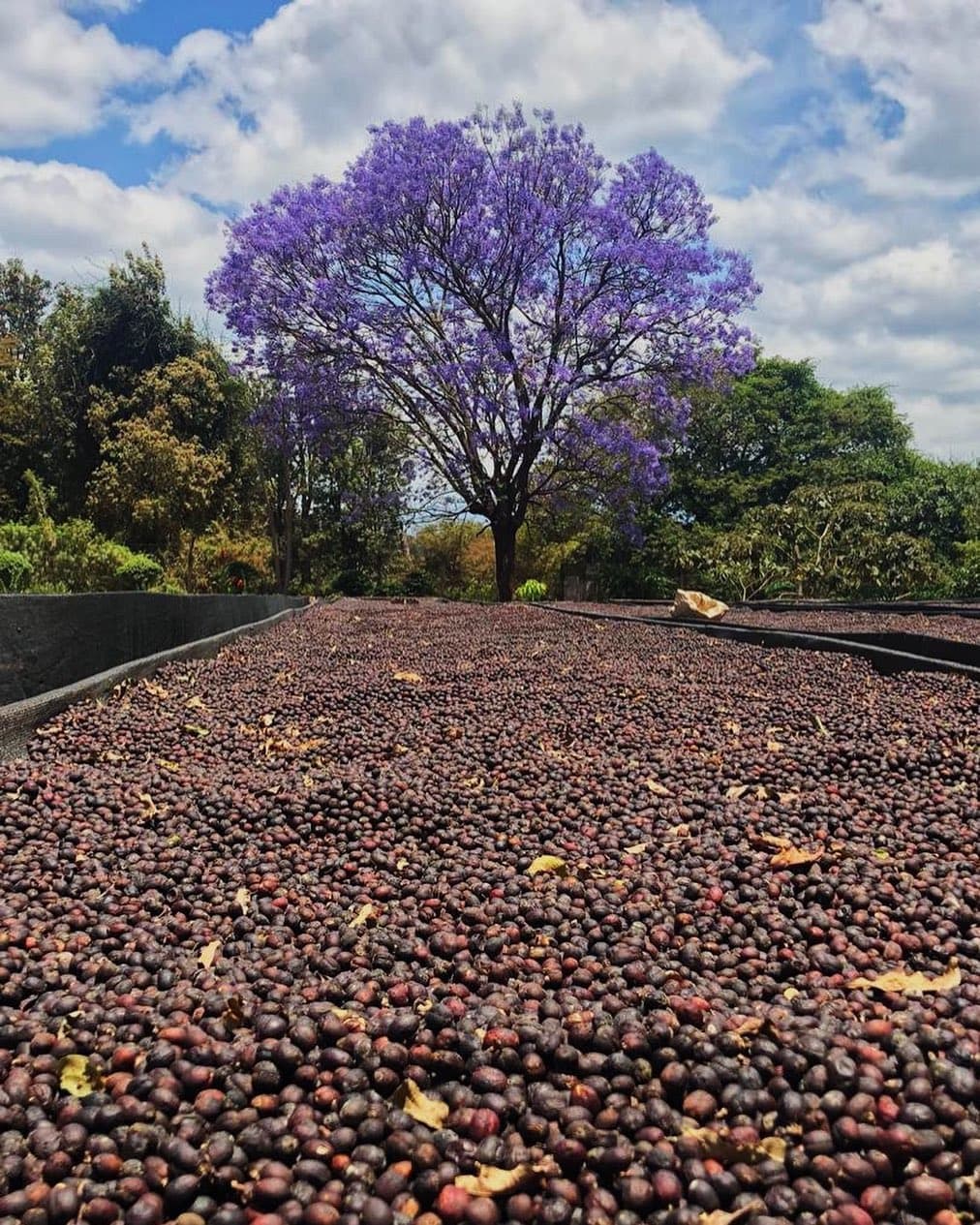 Ethiopia Guji Uraga Coffee Beans 100kg kg